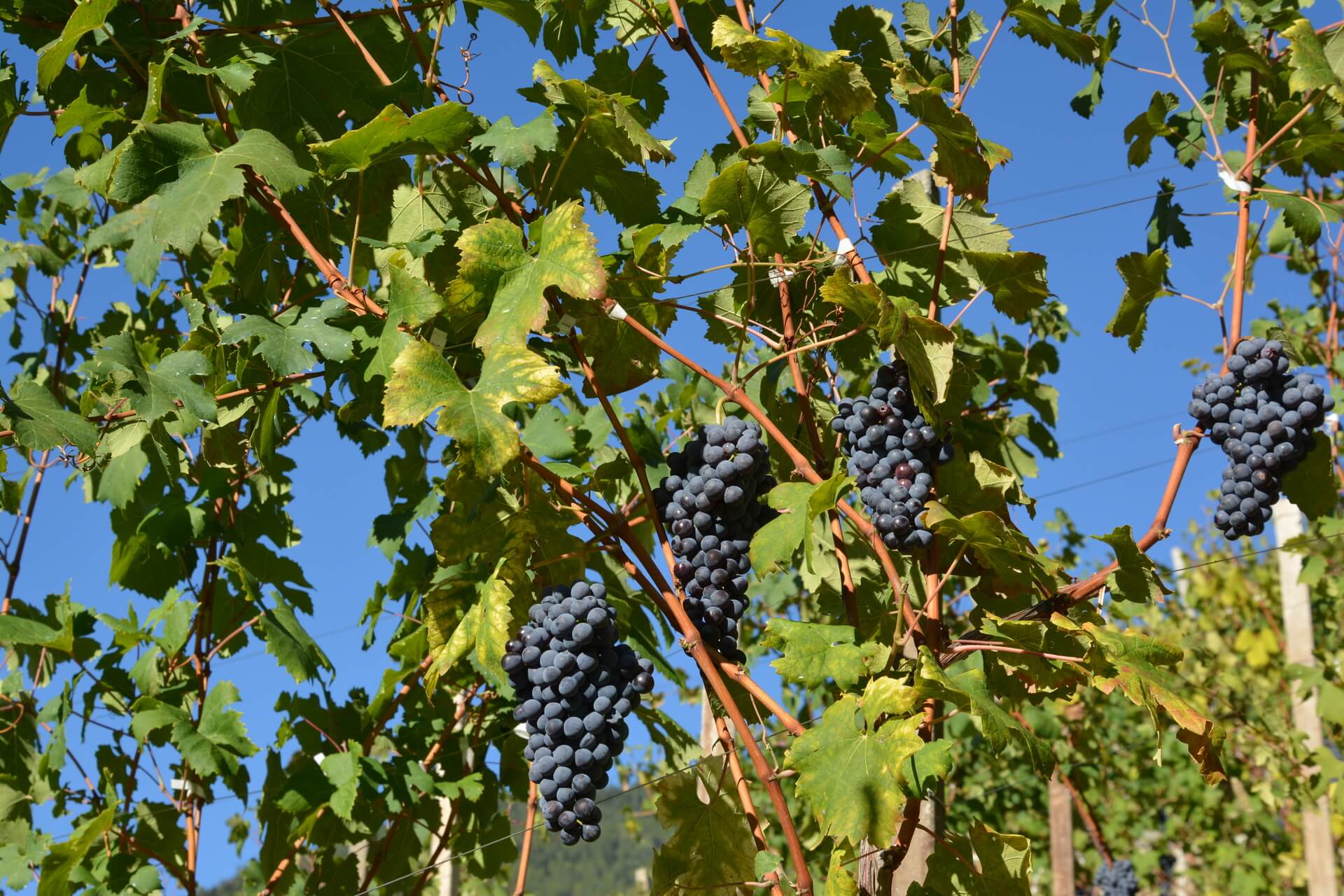 grappoli di uva in Valtellina