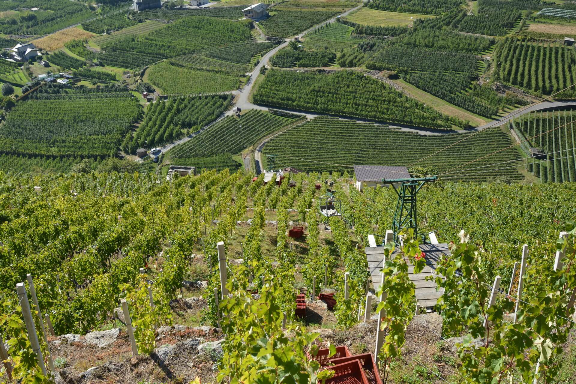 viticoltura eroica in Valtellina