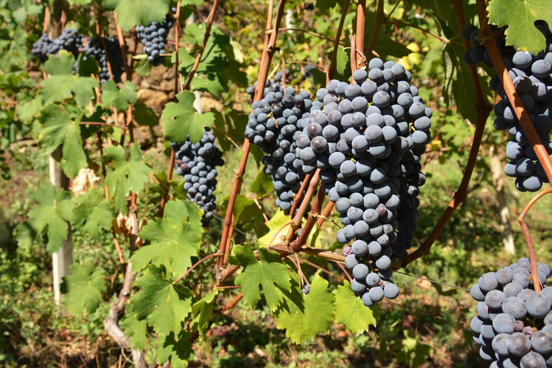 vigne e vitigni di nebbiolo